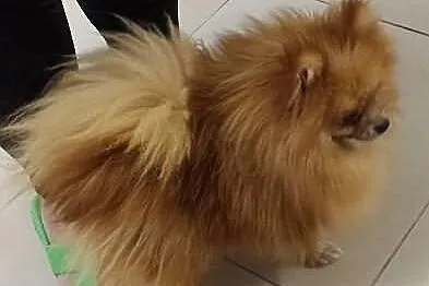 BOO Pomeranian 12mc szpic miniaturowy 1,9kg. rodowód paszport
