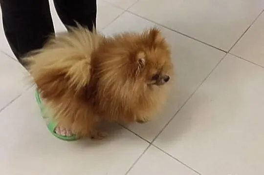 BOO Pomeranian 12mc szpic miniaturowy 1,9kg. rodow