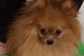 BOO Pomeranian 12mc szpic miniaturowy 1,9kg. rodow