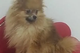 BOO Pomeranian 12mc szpic miniaturowy 1,9kg. rodow