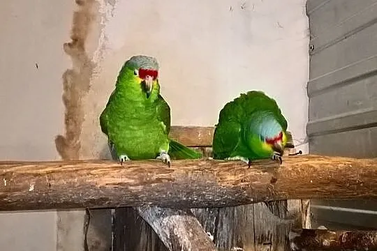 Amazonki zółtolice autumnaliz para lęgowa, Małopolskie, Tarnów