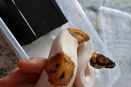 Pyton królewski fire piebald młoda samica