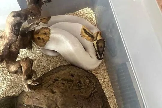 Pyton królewski fire piebald młoda samica, Śląskie, Piekary Śląskie