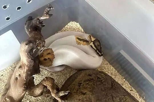 Pyton królewski fire piebald młoda samica, Śląskie, Piekary Śląskie