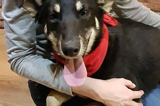 Kochana Tina szuka domu!