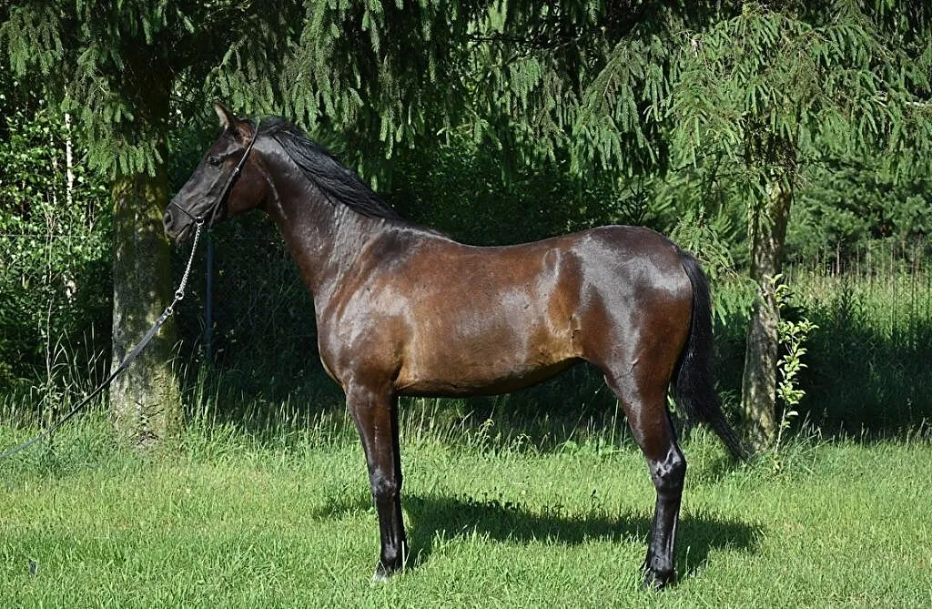 Klacz Arabska (arab,arabski,arabska), ,