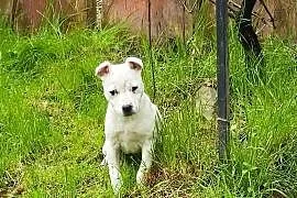 Staffordshire Bull Terrier staffik SUCZKA