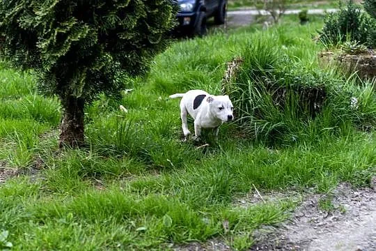 Staffordshire Bull Terrier staffik SUCZKA, Małopolskie, Kraków