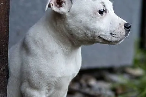 Staffordshire Bull Terrier staffik SUCZKA, Małopolskie, Kraków