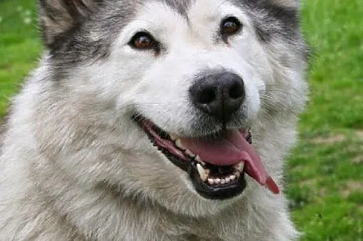 Wesoła, łagodna, dzieciolubna suczka alaskan malam