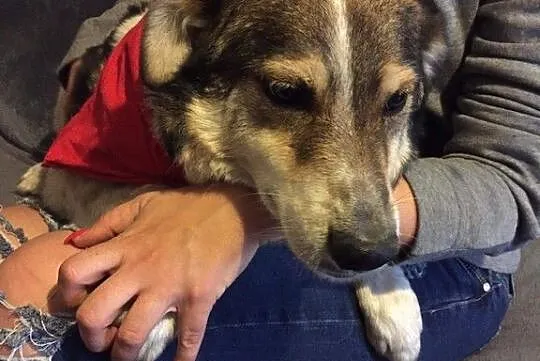 Łatek, wesoły psiak do adopcji!