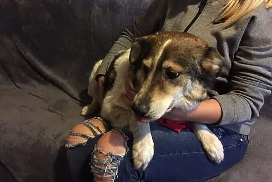 Łatek, wesoły psiak do adopcji!