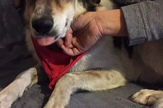 Łatek, wesoły psiak do adopcji!