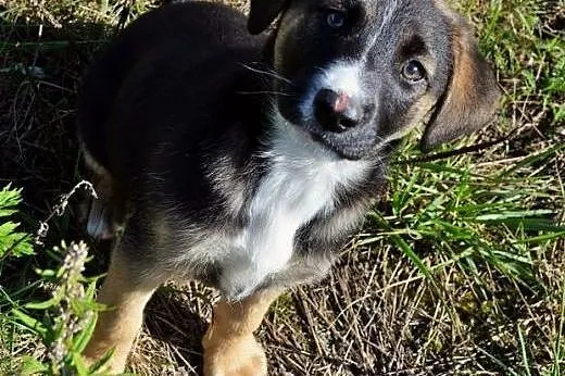 Hela i Lara - cudne szczeniaki porzucone w lesie..