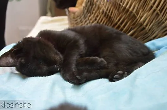 Niekonfliktowa, piękna Puma, młodziutka kotka szuk