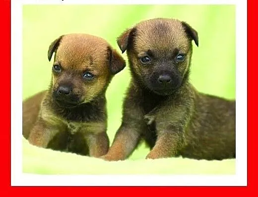 Malutkie,urocze szczeniaczki szukają domu ADOPCJA,