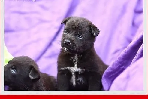Malutkie,urocze szczeniaczki szukają domu ADOPCJA,