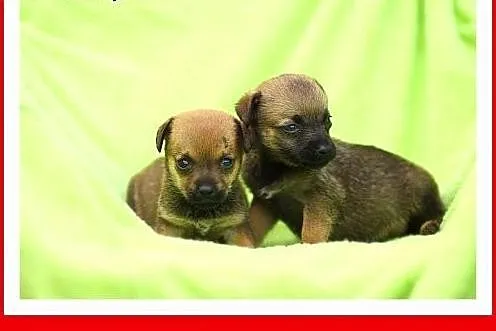 Malutkie,urocze szczeniaczki szukają domu ADOPCJA,