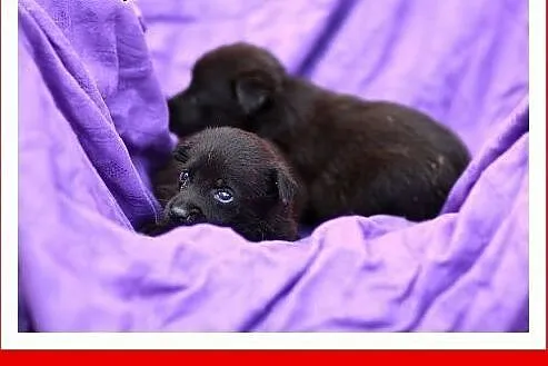 Malutkie,urocze szczeniaczki szukają domu ADOPCJA,