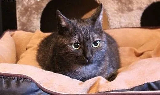 Niezwykła Dymcia do adopcji! ♥, mazowie