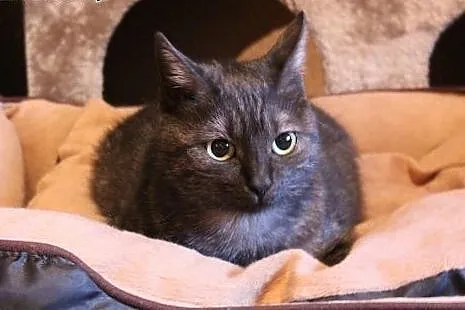 Niezwykła Dymcia do adopcji! &#9829;,  mazowie