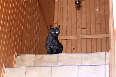 Niezwykła Dymcia do adopcji! &#9829;,  mazowie