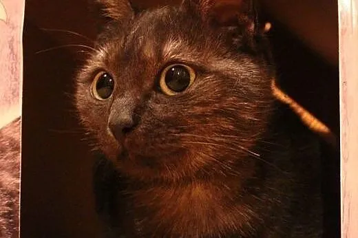 Niezwykła Dymcia do adopcji! &#9829;,  mazowie