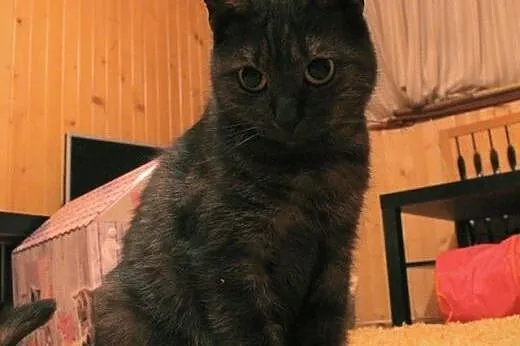 Niezwykła Dymcia do adopcji! &#9829;,  mazowie