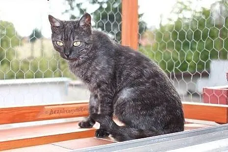 Niezwykła Dymcia do adopcji! &#9829;,  mazowie