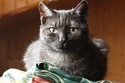Niezwykła Dymcia do adopcji! &#9829;,  mazowie