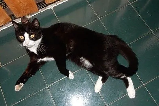 Piękny Platan do adopcji,  łódzkie Łódź