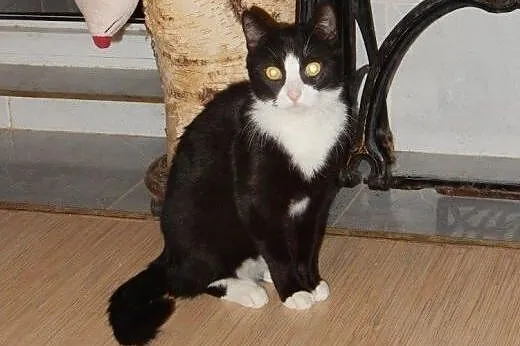 Piękny Platan do adopcji,  łódzkie Łódź