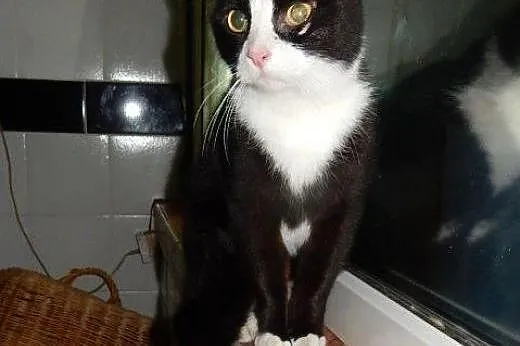 Piękny Platan do adopcji,  łódzkie Łódź