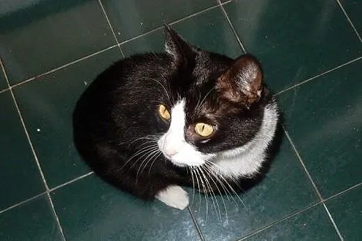 Piękny Platan do adopcji,  łódzkie Łódź