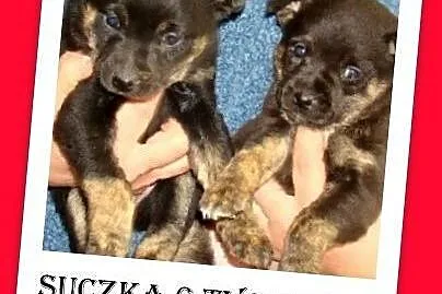 6 tyg.szczeniak,suczka BULISIA,średnia docelowo.ADOPCJA,  dolnośląskie Wrocław