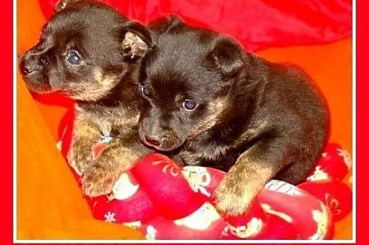 6 tyg.szczeniak,suczka BULISIA,średnia docelowo.AD