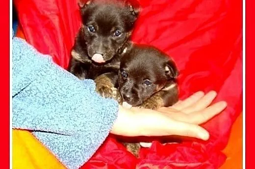 6 tyg.szczeniak,suczka BULISIA,średnia docelowo.AD