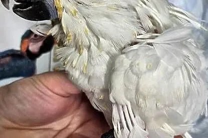 Kakadu alba samica do dalszego rk, Wielkopolskie, Grodzisk Wielkopolski