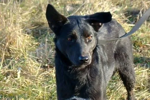 Kiwi poleca się do adopcji,  małopolskie Kraków