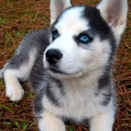 Silny i młody szczeniak husky syberyjskiego gotowy na sprzedaż.