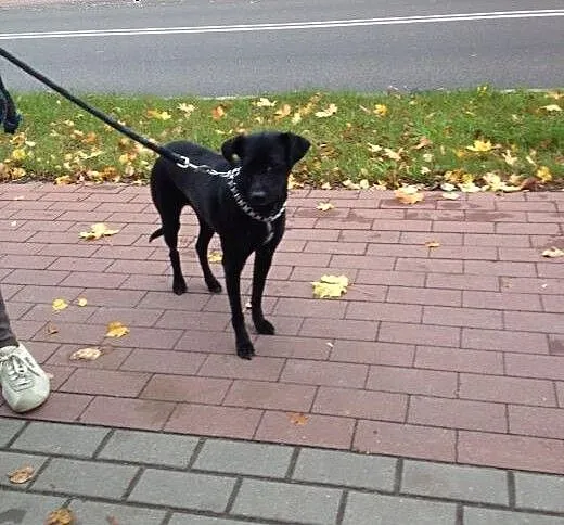 Sisi do adopcji, warmińsko-mazurskie Elbląg