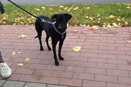 Sisi do adopcji,  warmińsko-mazurskie Elbląg