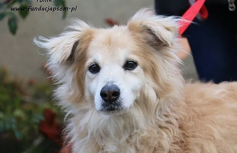 Tonik - cudny piesek po przejściach, Mazowieckie, Nowy Dwór Mazowiecki