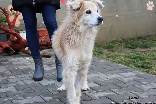 Tonik - cudny piesek po przejściach, Mazowieckie, Nowy Dwór Mazowiecki