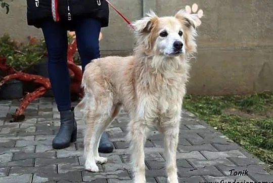Tonik - cudny piesek po przejściach, Mazowieckie, Nowy Dwór Mazowiecki