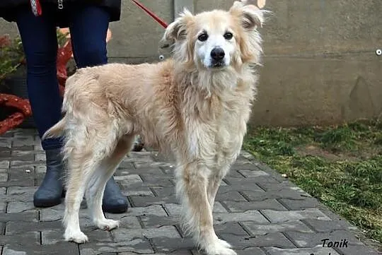 Tonik - cudny piesek po przejściach, Mazowieckie, Nowy Dwór Mazowiecki