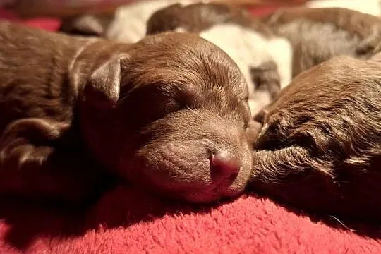 Lagotto romagnolo suczki i piesek metryka zkwp