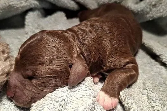 Lagotto romagnolo suczki i piesek metryka zkwp, Mazowieckie, Sierpc
