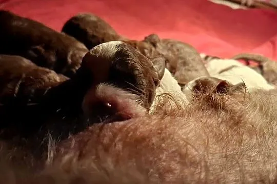 Lagotto romagnolo suczki i piesek metryka zkwp, Mazowieckie, Sierpc