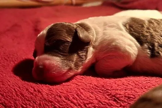 Lagotto romagnolo suczki i piesek metryka zkwp, Mazowieckie, Sierpc